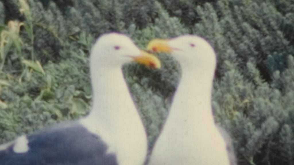 Love Birds